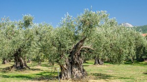 thassos olives (1)