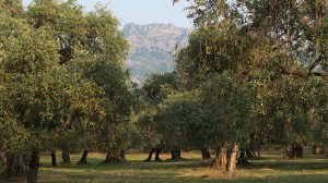 thassos olives (2)