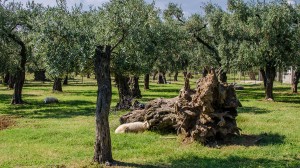 thassos olives (3)