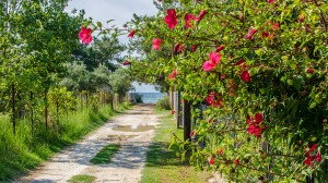 thassos villages (1)