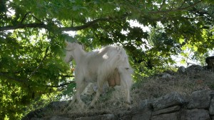 thassos villages (11)
