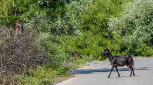 thassos villages (13)
